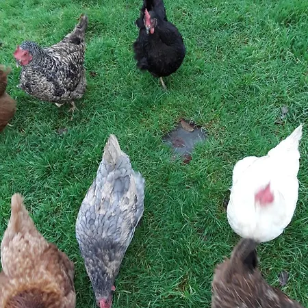 Bed & Breakfast Easdale Ballyduff Hill